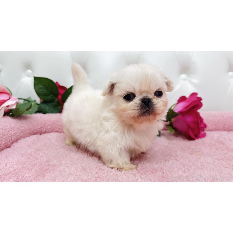 販売中の埼玉県のペキニーズ-443804の8枚目