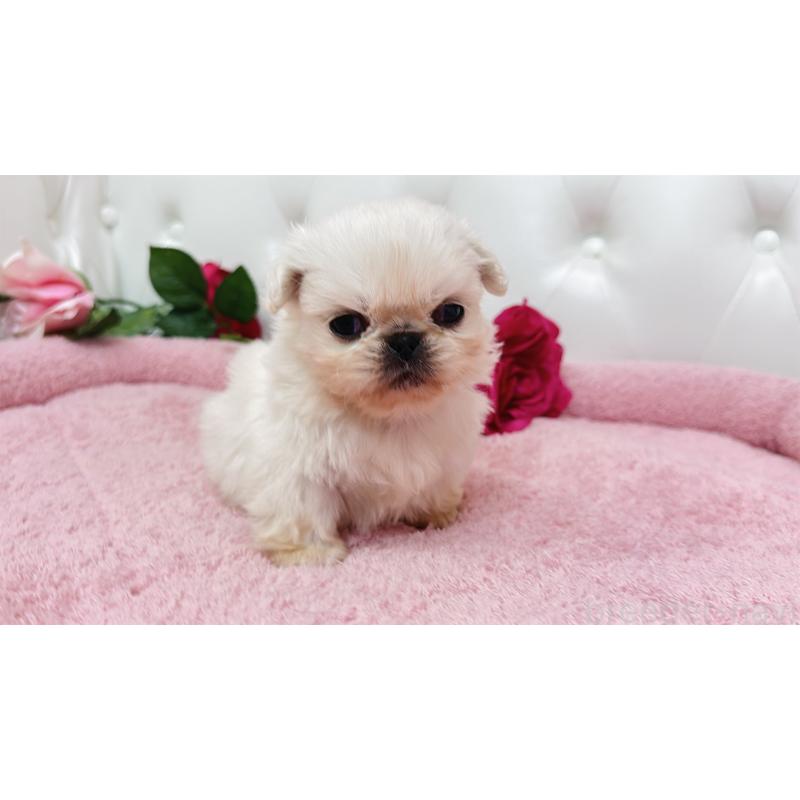 販売中の埼玉県のペキニーズ-443804の7枚目