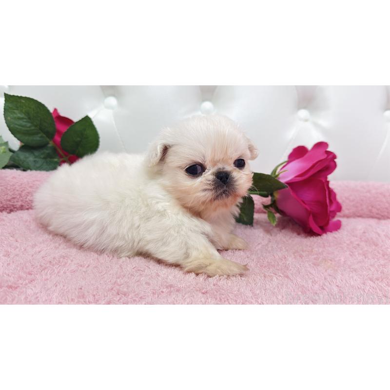 販売中の埼玉県のペキニーズ-443804の5枚目