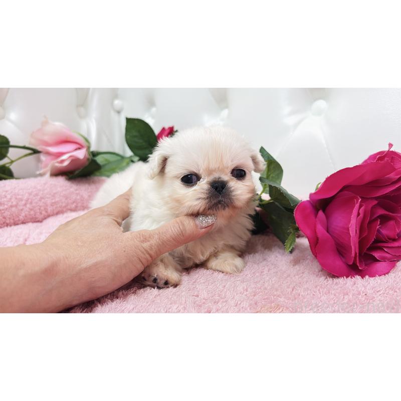 販売中の埼玉県のペキニーズ-443804の4枚目