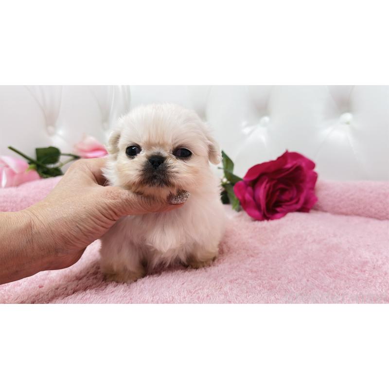 販売中の埼玉県のペキニーズ-443804の2枚目
