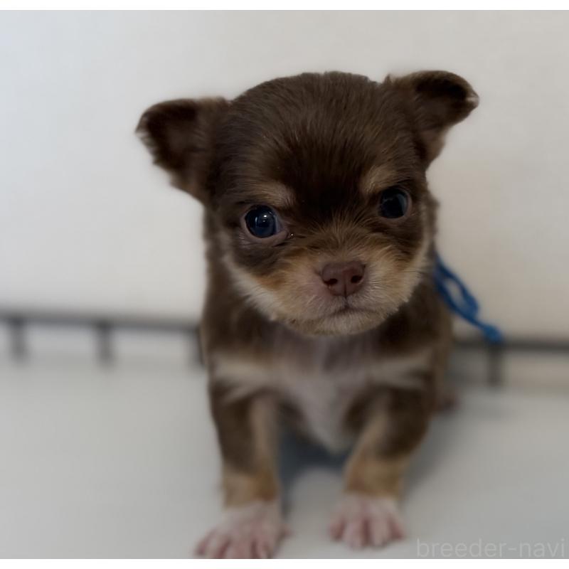 販売中の山梨県のチワワ(ロングコート)-441742