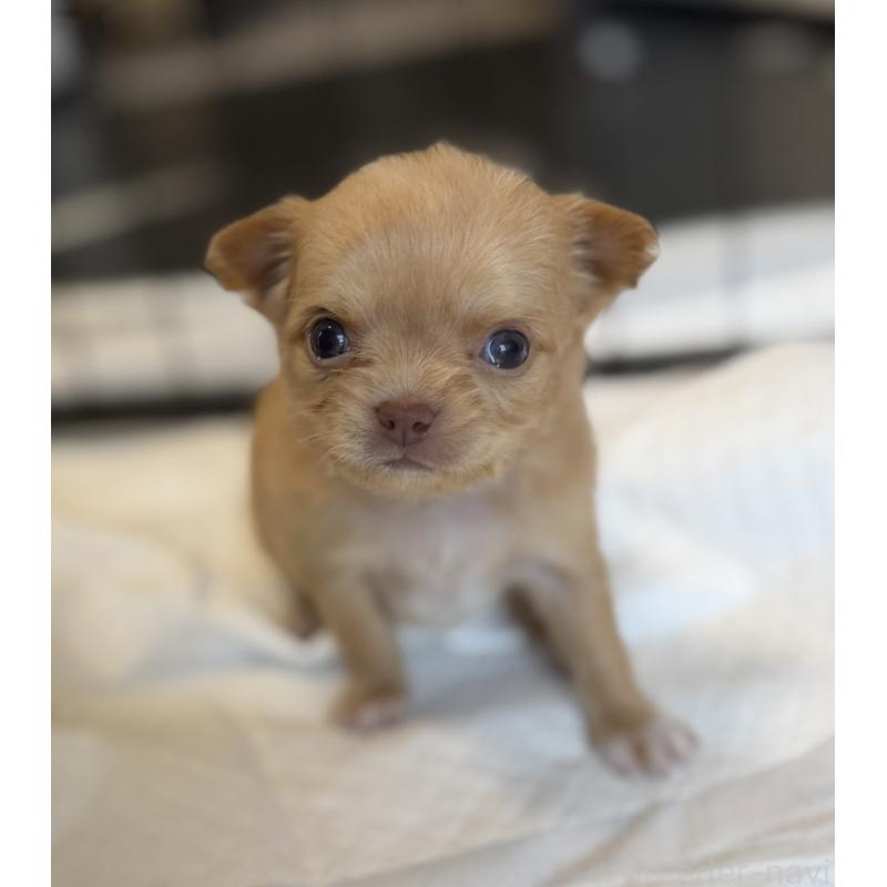 販売中の山梨県のチワワ(ロングコート)-441738