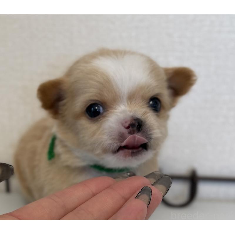 販売中の山梨県のチワワ(ロングコート)-441740