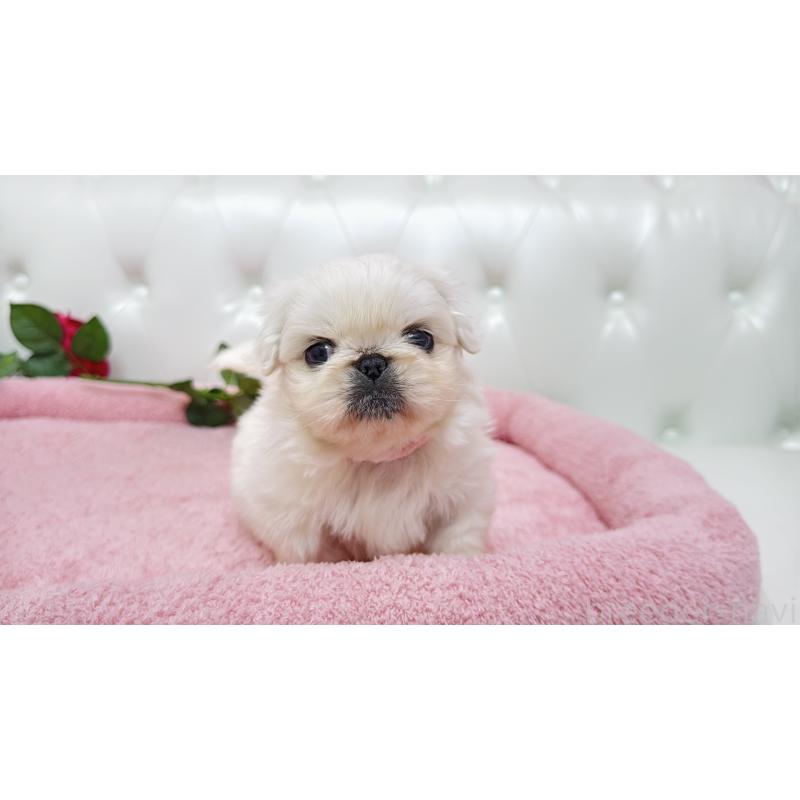 販売中の埼玉県のペキニーズ-443806の1枚目
