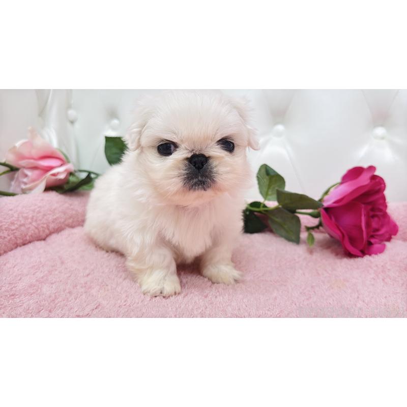 販売中の埼玉県のペキニーズ-443806の19枚目