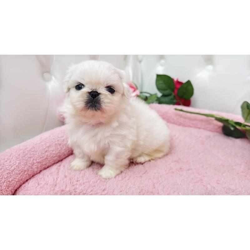 販売中の埼玉県のペキニーズ-443806の18枚目