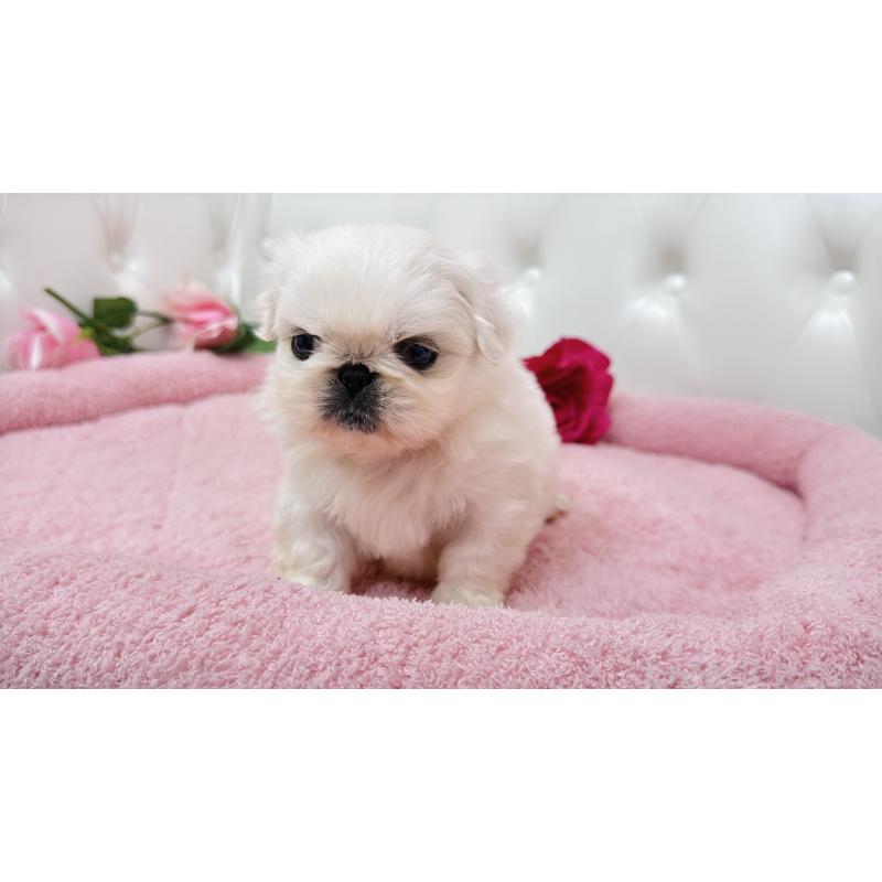 販売中の埼玉県のペキニーズ-443806の17枚目