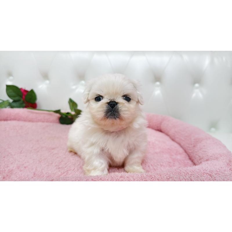 販売中の埼玉県のペキニーズ-443806の16枚目