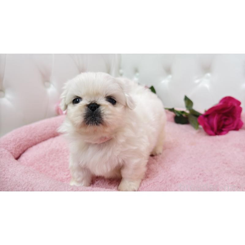 販売中の埼玉県のペキニーズ-443806の14枚目