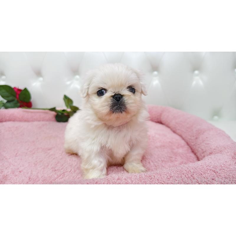 販売中の埼玉県のペキニーズ-443806の13枚目