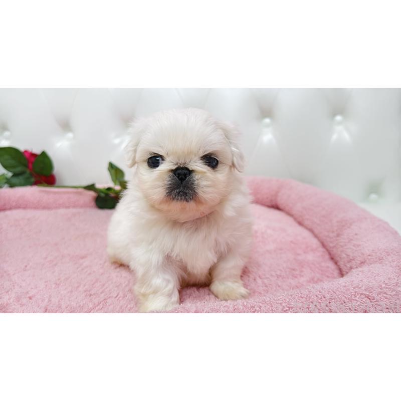 販売中の埼玉県のペキニーズ-443806の12枚目