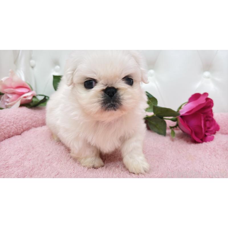 販売中の埼玉県のペキニーズ-443806の11枚目