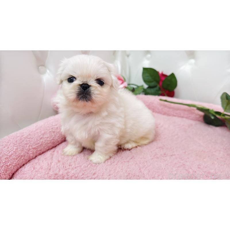 販売中の埼玉県のペキニーズ-443806の9枚目