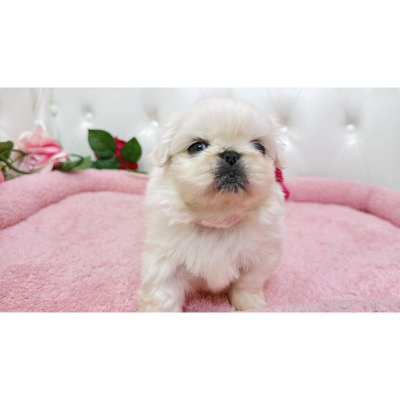 販売中の埼玉県のペキニーズ-443806の8枚目