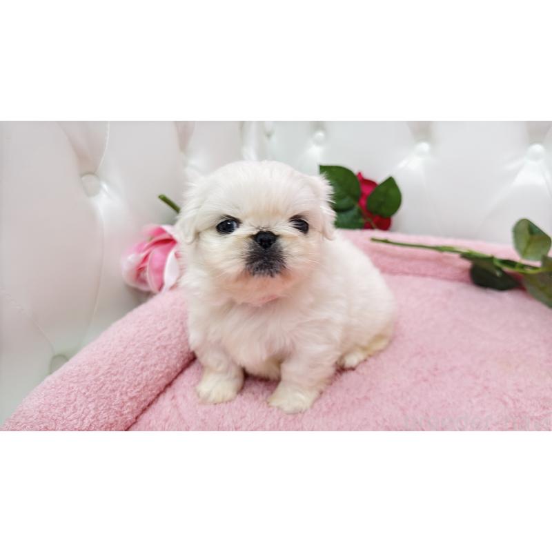 販売中の埼玉県のペキニーズ-443806の7枚目