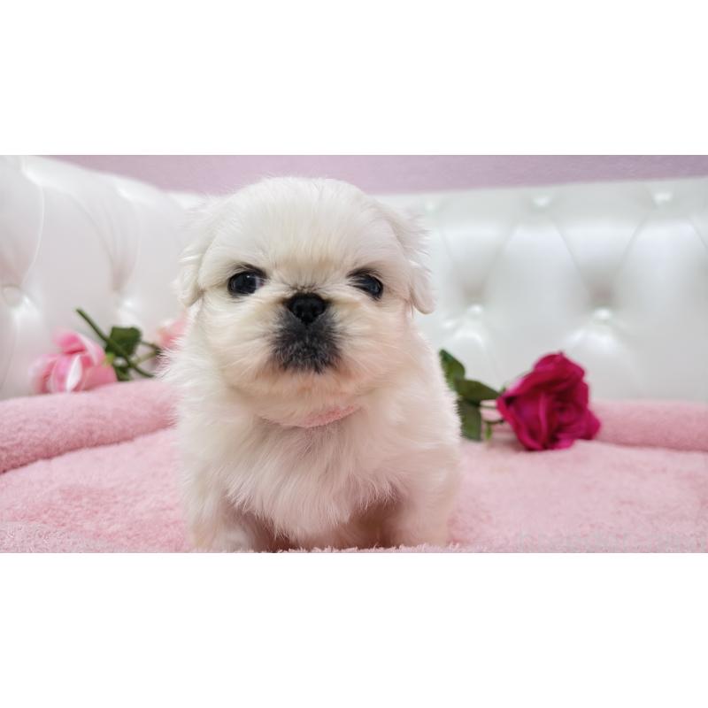 販売中の埼玉県のペキニーズ-443806の6枚目