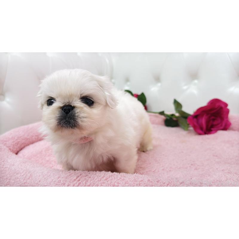 販売中の埼玉県のペキニーズ-443806の5枚目