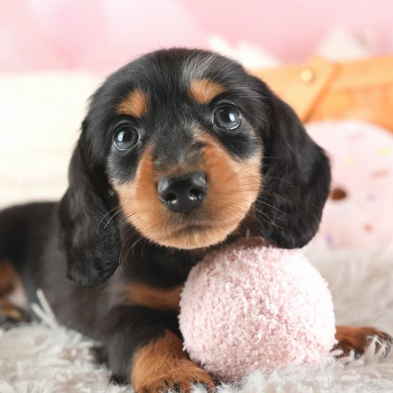 販売中の埼玉県のミニチュアダックスフンド(ロングヘアード)-443807の1枚目