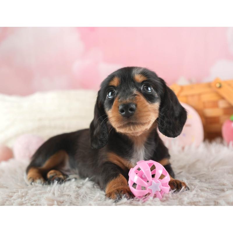 販売中の埼玉県のミニチュアダックスフンド(ロングヘアード)-443807の11枚目