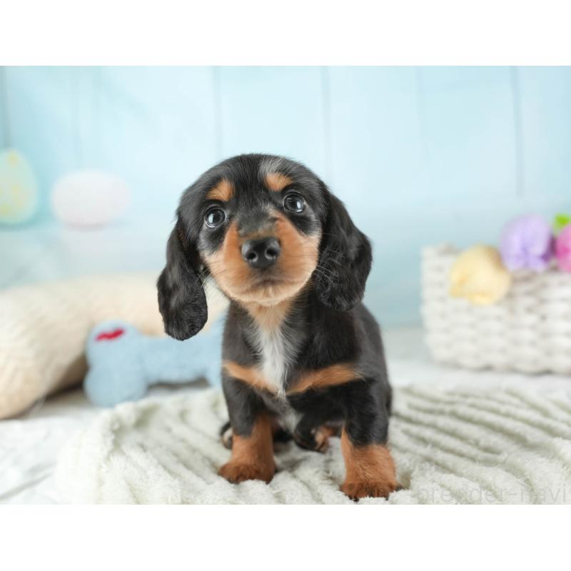 販売中の埼玉県のミニチュアダックスフンド(ロングヘアード)-443807の10枚目