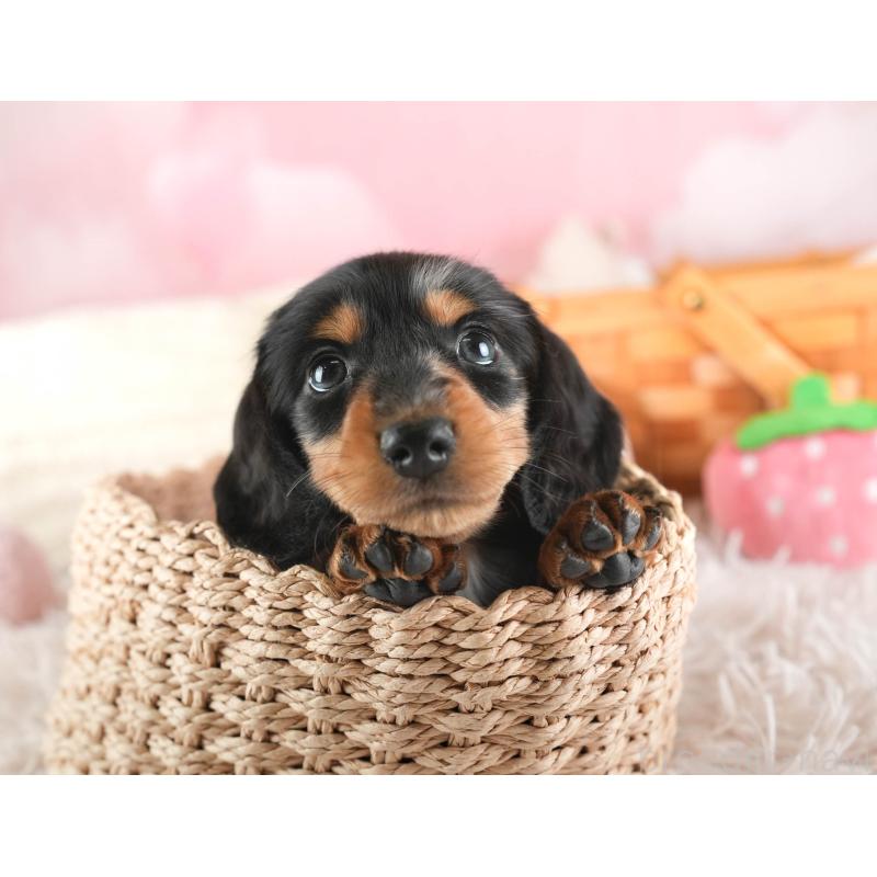 販売中の埼玉県のミニチュアダックスフンド(ロングヘアード)-443807の9枚目