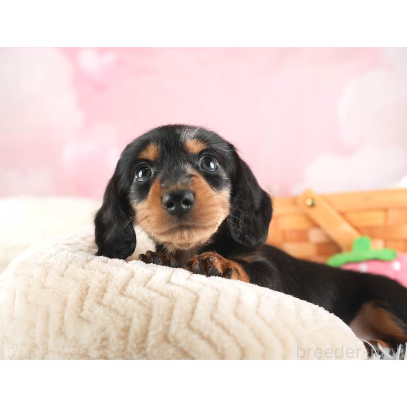 販売中の埼玉県のミニチュアダックスフンド(ロングヘアード)-443807の8枚目