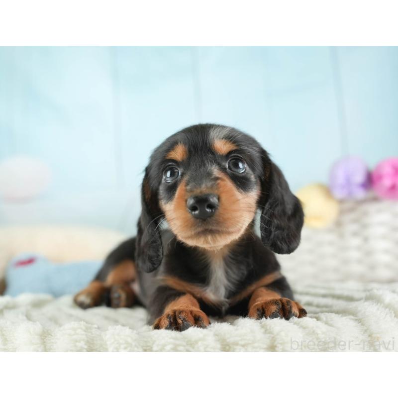 販売中の埼玉県のミニチュアダックスフンド(ロングヘアード)-443807の7枚目