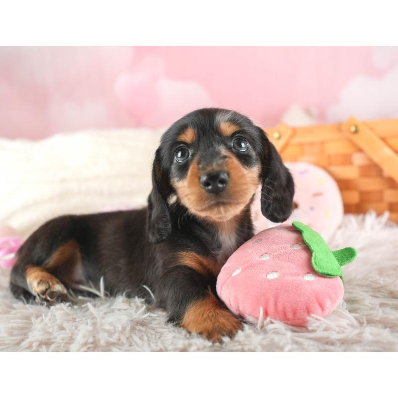 販売中の埼玉県のミニチュアダックスフンド(ロングヘアード)-443807の6枚目