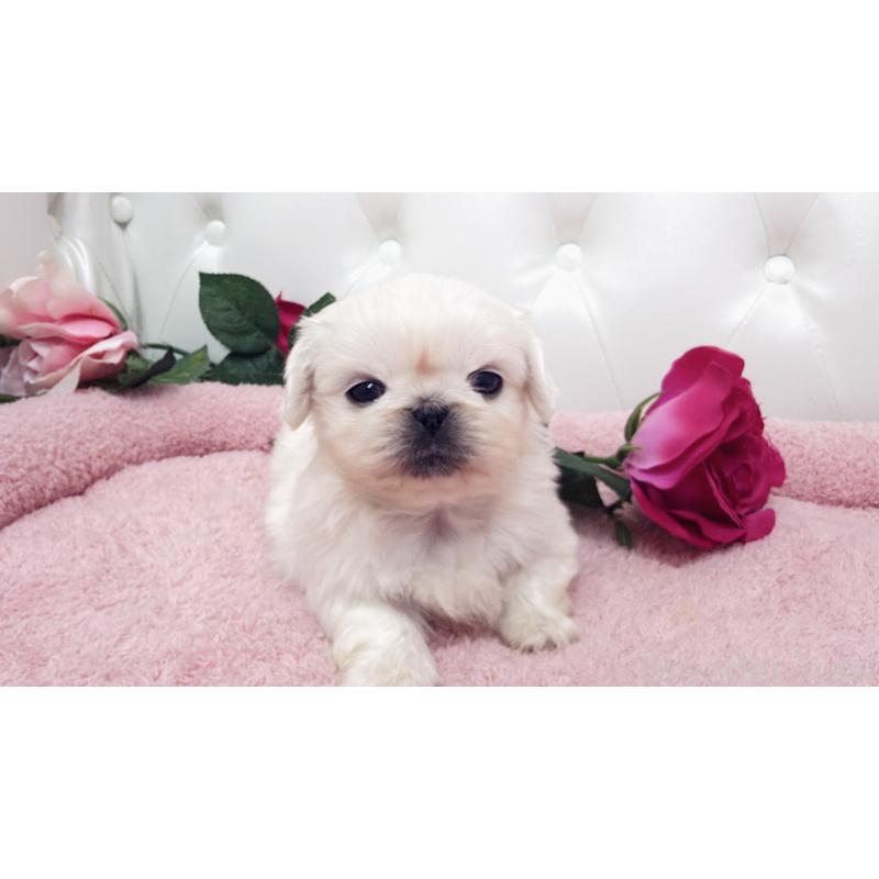 販売中の埼玉県のペキニーズ-443808