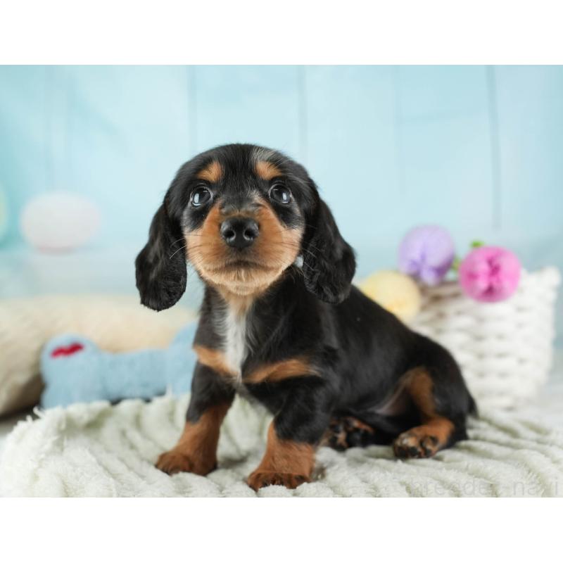 販売中の埼玉県のミニチュアダックスフンド(ロングヘアード)-443807の5枚目