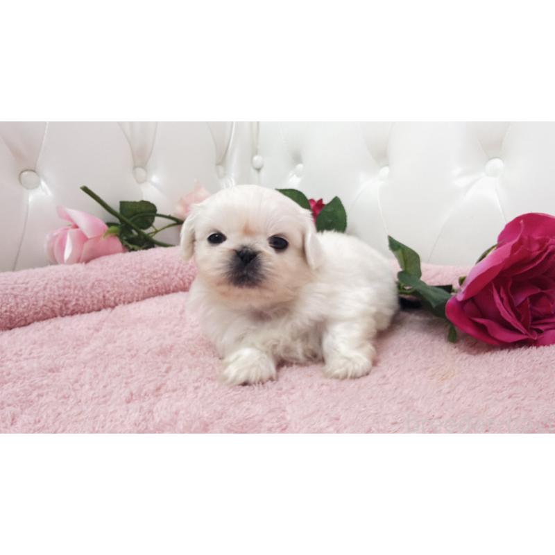 販売中の埼玉県のペキニーズ-443808の12枚目