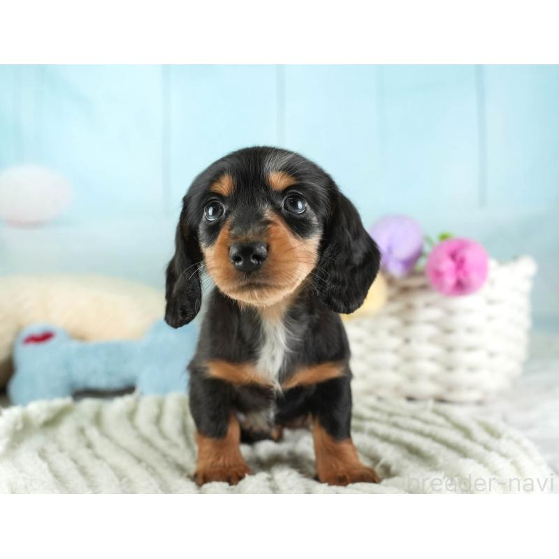 販売中の埼玉県のミニチュアダックスフンド(ロングヘアード)-443807の3枚目