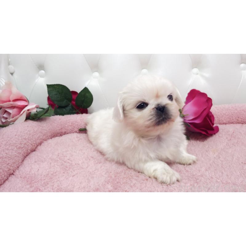 販売中の埼玉県のペキニーズ-443808の11枚目