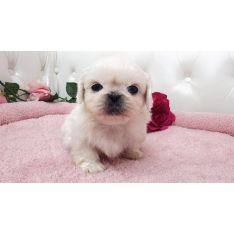 販売中の埼玉県のペキニーズ-443808の10枚目