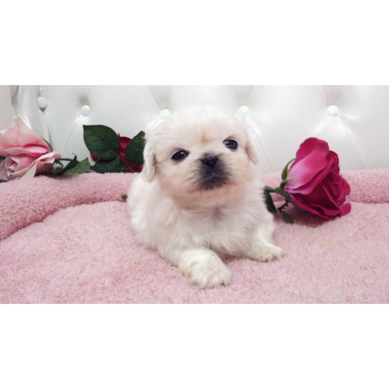 販売中の埼玉県のペキニーズ-443808の9枚目