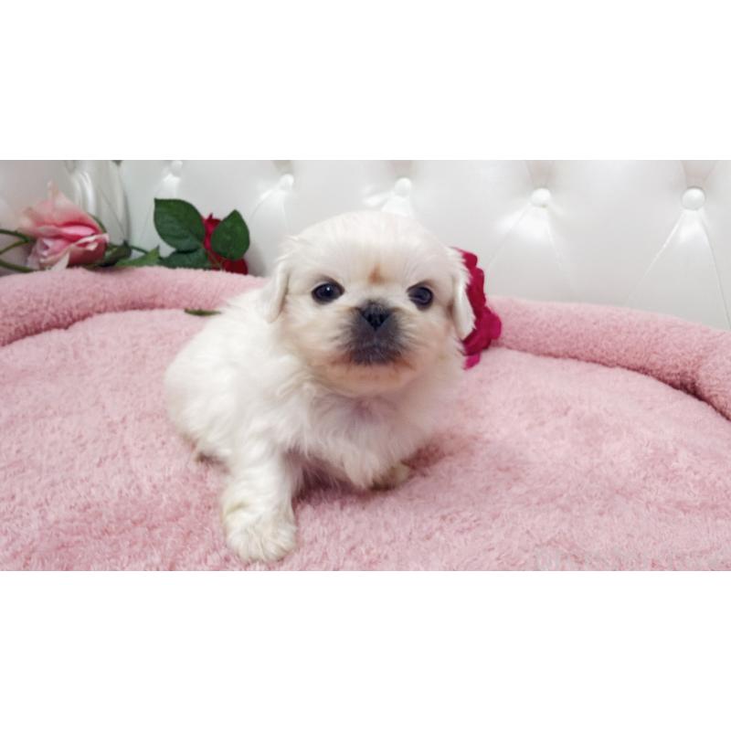 販売中の埼玉県のペキニーズ-443808の8枚目