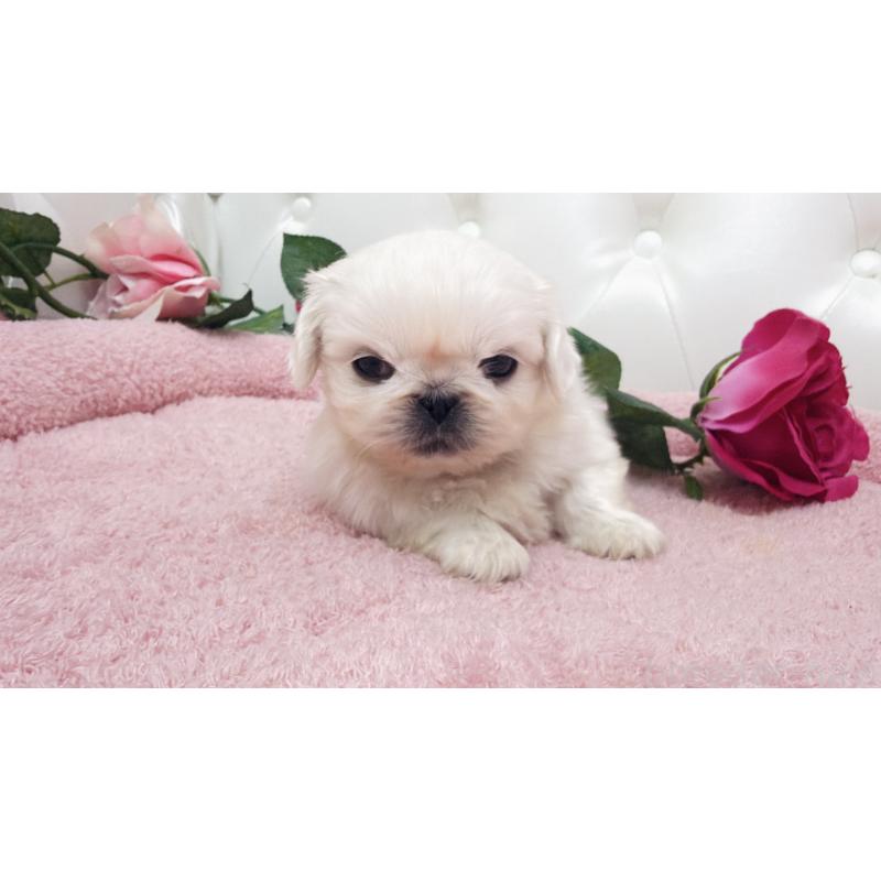 販売中の埼玉県のペキニーズ-443808の6枚目