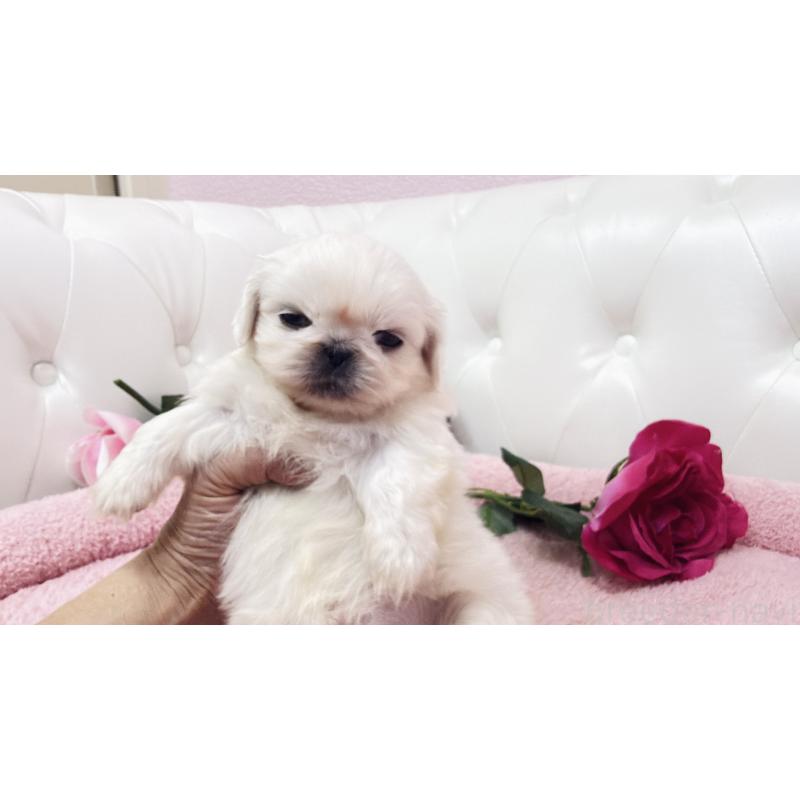 販売中の埼玉県のペキニーズ-443808の5枚目