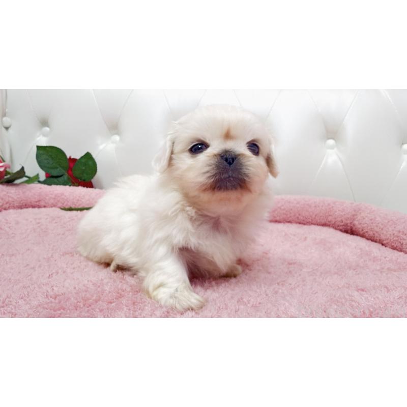 販売中の埼玉県のペキニーズ-443808の4枚目