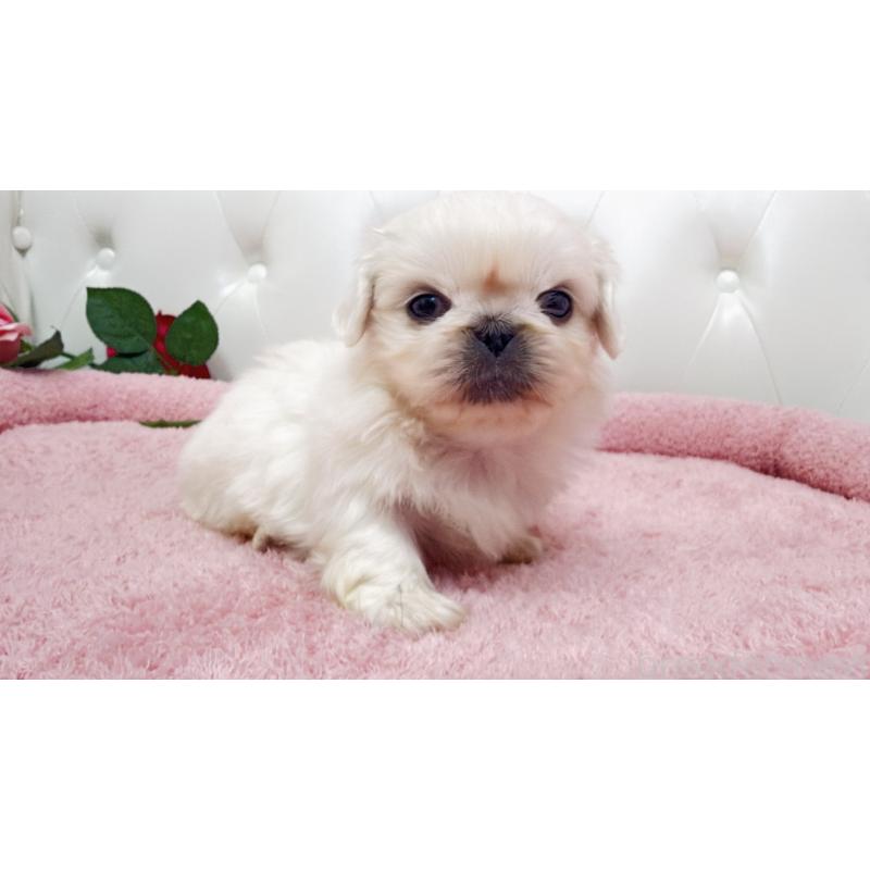 販売中の埼玉県のペキニーズ-443808の2枚目