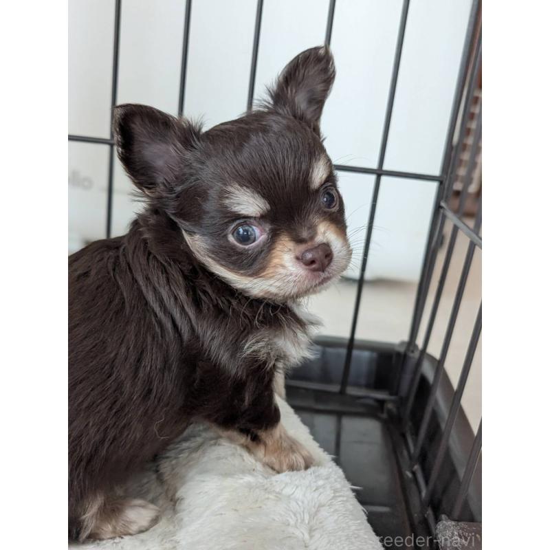 販売中の北海道のチワワ(ロングコート)-443809の7枚目