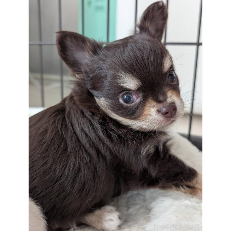 販売中の北海道のチワワ(ロングコート)-443809の5枚目