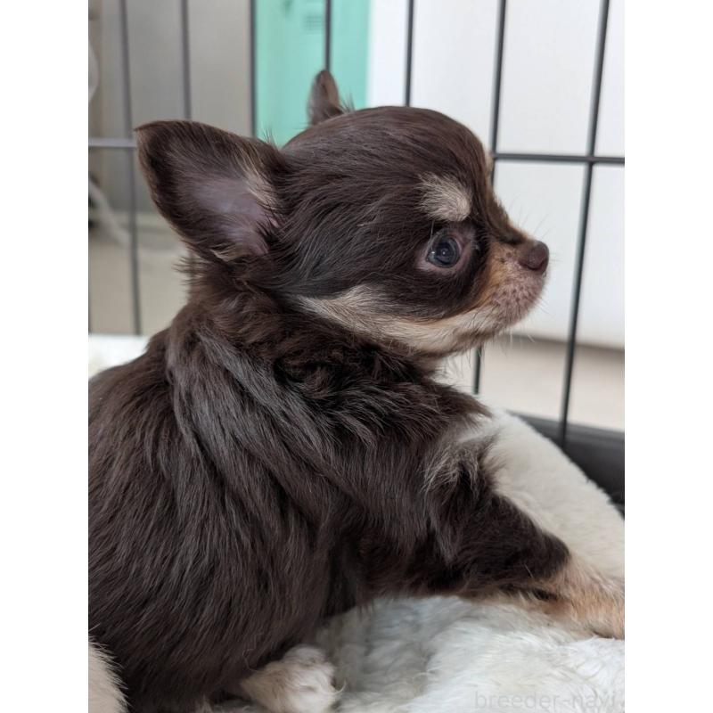 販売中の北海道のチワワ(ロングコート)-443809の4枚目