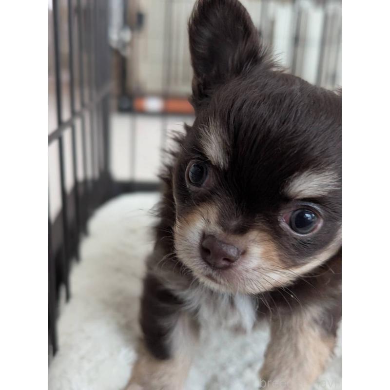 販売中の北海道のチワワ(ロングコート)-443809の3枚目