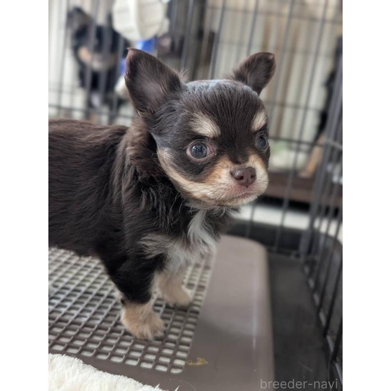 販売中の北海道のチワワ(ロングコート)-443809の2枚目