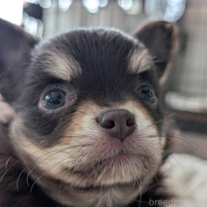 販売中の北海道のチワワ(ロングコート)-443809の1枚目