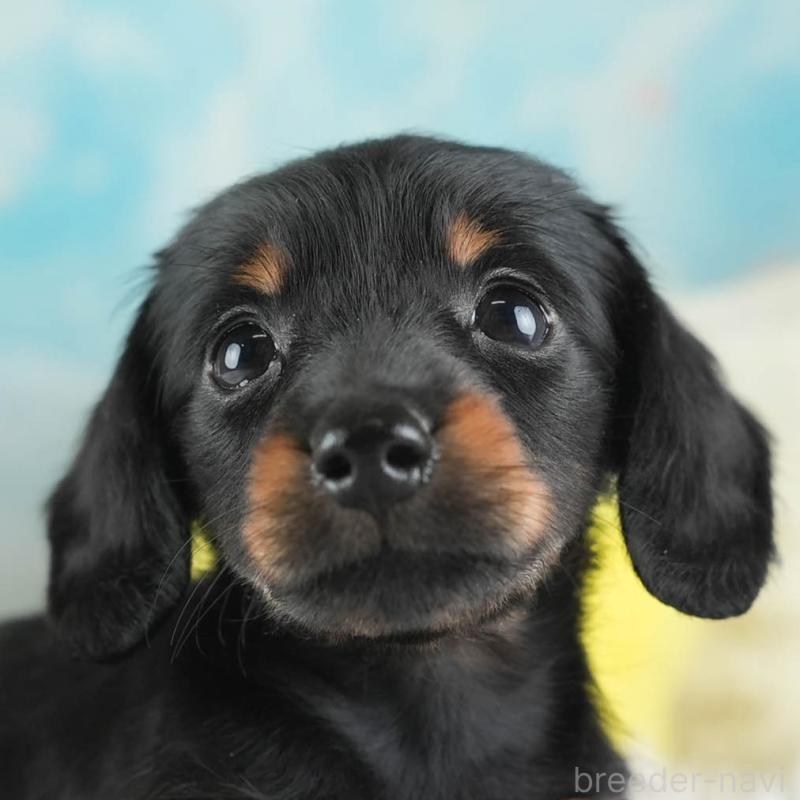 販売中の埼玉県のミニチュアダックスフンド(ロングヘアード)-443810