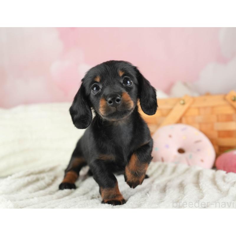 販売中の埼玉県のミニチュアダックスフンド(ロングヘアード)-443810の10枚目