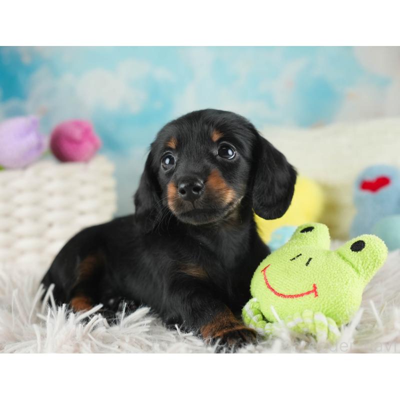 販売中の埼玉県のミニチュアダックスフンド(ロングヘアード)-443810の9枚目